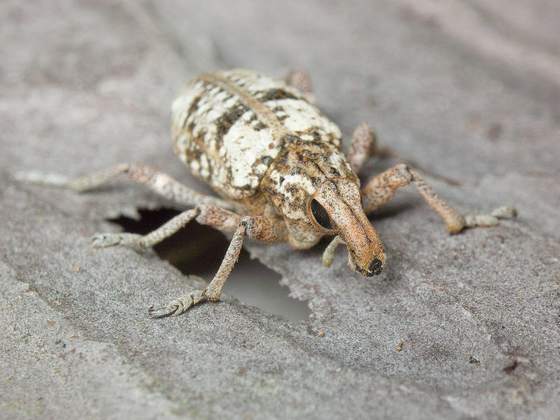 Coniocleonus hollbergii (Fåhraeus, 1842)